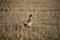 Pheasant in the Stubble