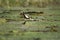 The Pheasant tailed Jacana