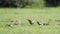 Pheasant-tailed Jacana in Bundala national park, Sri Lanka