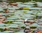 A Pheasant tailed jacana in a dancing mood