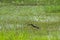 Pheasant-tailed Jacana feeding in a pond with vegetation. Long-tailed bird.