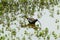 Pheasant-tailed Jacana feeding in a pond with vegetation. Long-tailed bird.