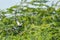 A Pheasant tailed Jacana in flight mode