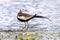 Pheasant-tailed Jacana Hydrophasianus chirurgus Beautiful Birds of Thailand