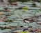 A Pheasant tailed Jacana on a leaf