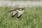 Pheasant-tailed jacana soaring gracefully in the air above a grassy field and a body of water