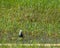 A Pheasant tailed Jacana in wet land