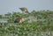 Pheasant-tailed Jakana at Bharatpur Bird Sanctuary,Rajasthan,India