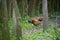 Pheasant with territorial display in the forest
