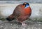 Pheasant Tragopan Satyr.