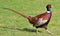 Pheasant Walking