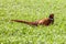 Pheasant walking through open crops