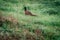 Pheasant walks in the meadow, close up, colours, wild aniamal, bird