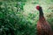 Pheasant walks in the meadow, close up, colours, wild aniamal, bird