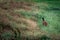 Pheasant walks in the meadow, close up, colours, wild aniamal, bird