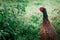 Pheasant walks in the meadow, close up, colours, wild aniamal, bird
