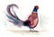 Pheasant Watercolor Bird