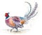 Pheasant Watercolor Bird