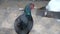 Pheasant wild bird close up, looking at camera, farm