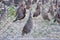 Pheasants in a cage on a farm