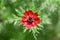 Pheasants-eye Adonis annua, close-up of a red flower