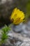 Pheasants eye Adonis vernalis, budding golden yellow flowers