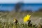 Pheasants eye flower closeup