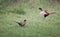 Pheasants fighting in nature