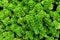 Phedimus stevenianus, crassulaceae plant also called rouy & camust Harl. Sedum stevianum, sedum spurium Roseum flowers - close up