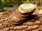 Phellinus igniarius mushroom