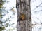Phellinus linteus polypore fungus on a hardwood tree