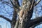 Phellinus pomaceus fungus  bracket fungus, phellinus igniarius on tree trunk