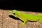 Phelsuma madagascariensis day gecko, Madagascar