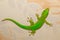 Phelsuma madagascariensis day gecko, Madagascar