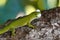 Phelsuma madagascariensis â€“ gecko,Madagascar nature