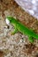 Phelsuma madagascariensis â€“ gecko,Madagascar nature