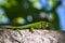 Phelsuma madagascariensis â€“ gecko,Madagascar nature