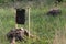 Pheromone trap for bark beetle in grass on meadow near forest