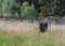 Pheromone trap for bark beetle in grass on meadow near forest