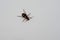 Pheropsophus is a genus of beetles in the family Carabidae. Arthropoda ground beetle exoskeleton black with orange dots.