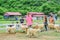 PHETCHBURI, THAILAND- JULY 21: Unidentified groups of men and women are feeding the sheep on July 21, 2013 in Swiss Sheep Farm, P