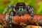 Phidippus audax Red Twig