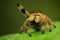 Phidippus regius female jumping spider in Rock pose