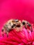 Phidippus regius jumping spider