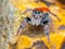 Phidippus whitmani jumping spider closeup