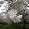 Philadelphia Cherry Blossom Close-up