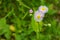 Philadelphia Fleabane, Erigeron philadelphicus