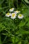 Philadelphia Fleabane, Erigeron philadelphicus of the family Asteraceae