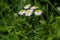 Philadelphia Fleabane, Erigeron philadelphicus of the family Asteraceae