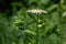Philadelphia Fleabane, Erigeron philadelphicus of the family Asteraceae